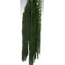 AMARANTHUS HANGING PRESERVED Dark Green-OUT OF STOCK